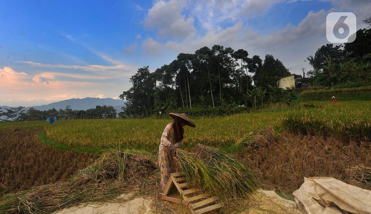 Petani melakukan panen padi jenis IR 64 di kawasan Sukamakmur, Bogor, Jawa Barat, Kamis (5/1/2022). Harga gabah kering di tingkat petani saat ini mengalami kenaikan Rp 500 menjadi Rp 7000/kg disebabkan curah hujan yang tinggi sehingga menyebabkan panen padi tertunda. (merdeka.com/Arie Basuki)