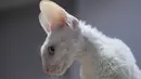 Seekor kucing Cornish-rex menunggu penilaian, selama International Cat Show di Sochi, Rusia, Sabtu (29/1/2022). Sekitar seratus kucing berkompetisi dalam kompetisi internasional yang diadakan di resor Laut Hitam Sochi. (AP Photo/Ekaterina Lyzlova)