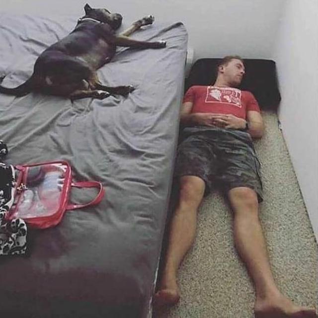 6 Momen Apes Tidur Diganggu Hewan Bikin Elus Dada