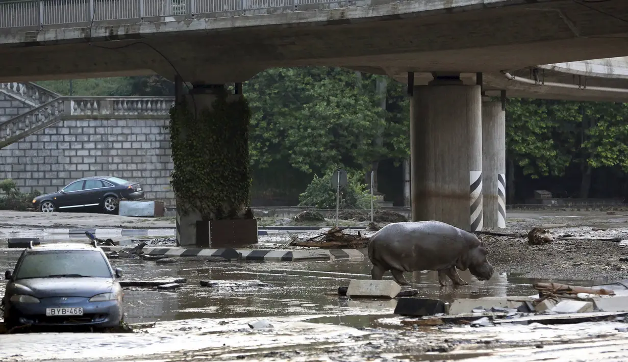 Seekor Kuda Nil berjalan di genangan air di tengah kota di Tbilisi, Georgia, Minggu (14/6/2015). Banjir yang melanda daerah tersebut menyebabkan sejumlah hewan lepas dari kebun binatang. (REUTERS/Beso Gulashvili)