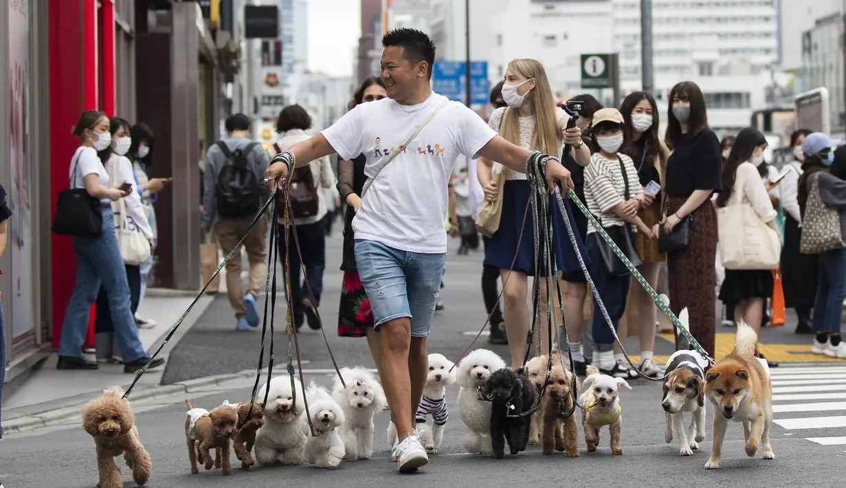 Petualang anjing profesional Nobuaki Moribe memimpin hewan peliharaan kliennya melintasi persimpangan di Tokyo (28/5/2021). Jepang memperpanjang keadaan darurat virus corona di Tokyo dan daerah lain selama 20 hari lagi pada hari Jumat. (AP Photo/Hiro Komae)
