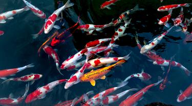 5 Jenis Ikan Koi Yang Populer Dan Memiliki Corak Warna Indah Lifestyle Fimela Com