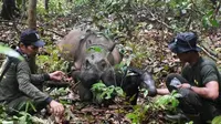 Petugas satwa TNWK saat mengevakuasi induk badak yang baru saja melahirkan seekor badak jantan. Foto (Dokumen TNWK)