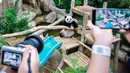Panda raksasa Yi Yi jadi objek foto pengunjung Kebun Binatang Nasional Malaysia, Selasa (14/1/2020). Orangtua Yi Yi, Xing Xing dan Liang Liang, tiba di Malaysia pada tahun 2014 lalu. (Xinhua/Zhu Wei)