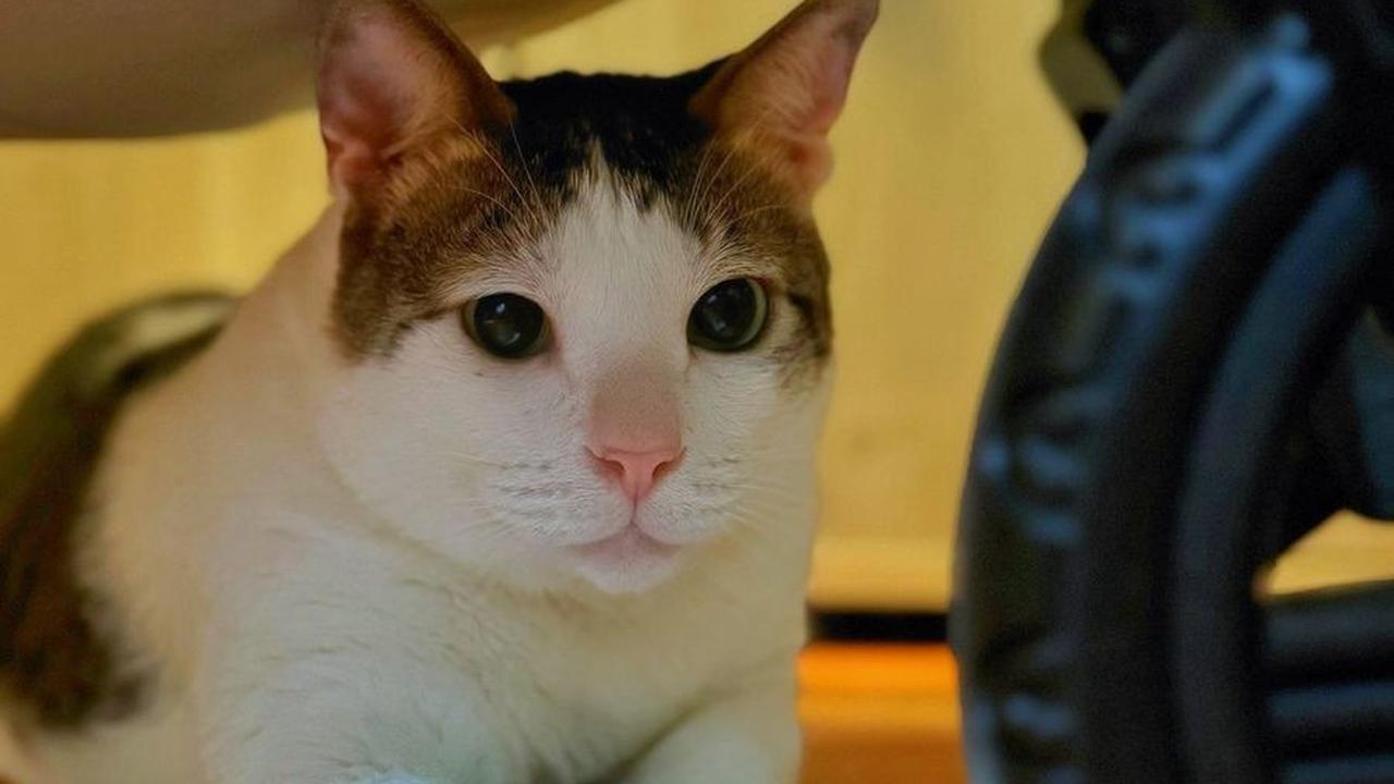 8 Potret Imut Bobby Kertanegara, Disebut Tuan Muda karena Punya Kamar Sendiri di Istana Negara