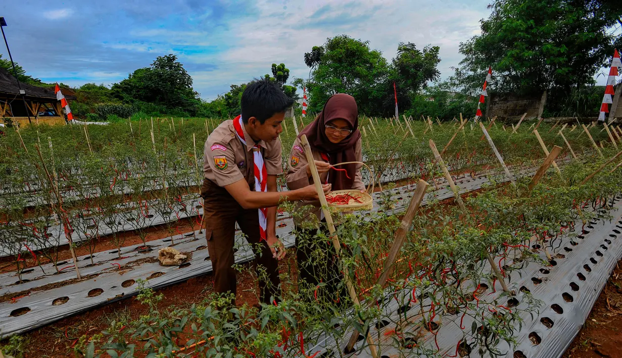 Dari lahan hampir seluas dua hektar, hasil panen cabe merah diperkirakan mencapai lebih kurang 12 ton. (merdeka.com/Arie Basuki)