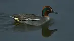 Seekor bebek teal Eurasia berenang di perairan Danau Taudaha di pinggiran Kathmandu (18/1/2021). Danau Taudaha adalah danau kecil di pinggiran Kathmandu, di Nepal. (AFP/Prakashh Mathema)