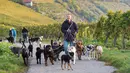 Pemilik Dog Hotel Paradiso bernama Pino Puglisi mengajak para anjing berjalan-jalan di Ludwigsburg, Jerman, 13 Oktober. Selain memberi makan, pemilik hotel khusus anjing ini juga mengajak para tamunya mengirup udara pagi. (THOMAS KIENZLE/AFP)