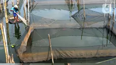 Petani menjala ikan mujair untuk dijual diantara keramba ikan hias di Situ Telaga Biru, Ciseeng, Bogor, Selasa (15/09/2020). Terdampak ekonomi akibat menurunnya daya beli masyarakat saat pandemi COVID-19, ratusan petani ikan hias di kawasan ini hanya bisa pasrah. (merdeka.com/Arie Basuki)