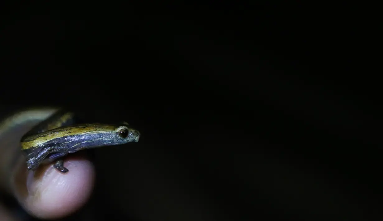 Seekor salamander Mombacho berada di jari-jari peneliti di Mombacho Volcano Natural Reserve di Granada, Nikaragua (18/3). Habitat hewan ini hanya berada di Mombacho Volcano atau gunung berapi Mombacho. (AFP/Inti Ocon)