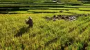 Diharapkan melalui, kebijakan harga gabah yang stabil mampu meningkatkan daya beli petani di berbagai daerah. Tampak dalam foto, petani memanen padi jenis Ciherang di Terasering Cisalada, Bogor, Jawa Barat, Minggu (12/4/2006(. (merdeka.com/Arie Basuki)