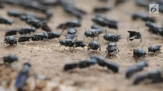 Pemkot Depok Manfaatkan Ulat Maggot Tekan Volume Sampah