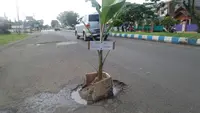 Warga Bengkulu protes jalan rusak dengan tanam pisang (Liputan6.com / Yuliardi Hardjo Putro)
