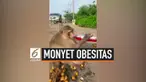 Seekor monyet di Bangkok, Thailand menarik perhatian penduduk lokal karena memiliki tubuh yang tidak biasa. Layaknya manusia, monyet itu terlihat obesitas karena kebanyakan makan.