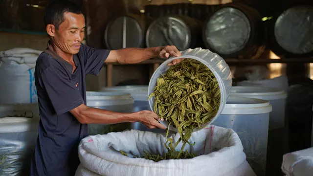 Cara Membuat Kangkung Kering untuk Pakan Ternak (Foto: Reve Art AI)