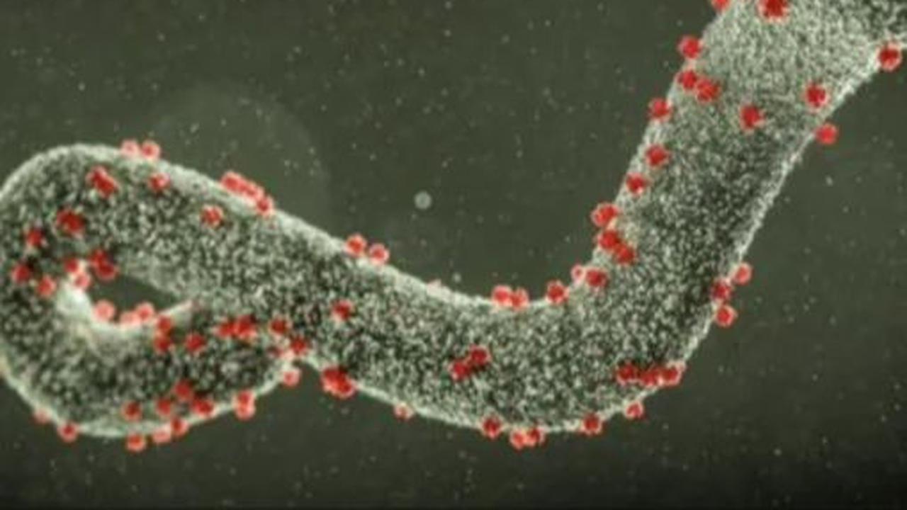 Marburg, Virus Mematikan dari Afrika