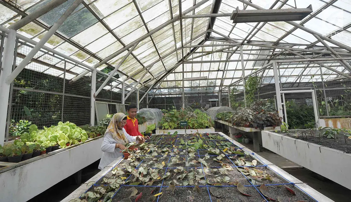 Peneliti tanaman Begonia Hartutiningsih melakukan proses adaptasi Begonia yang dikumpulkan dari hutan-hutan di Indonesia untuk dijadikan tanaman komersil pada rumah kaca di Kebun Raya, Bogor, Senin (25/2). (Merdeka.com/Arie Basuki)