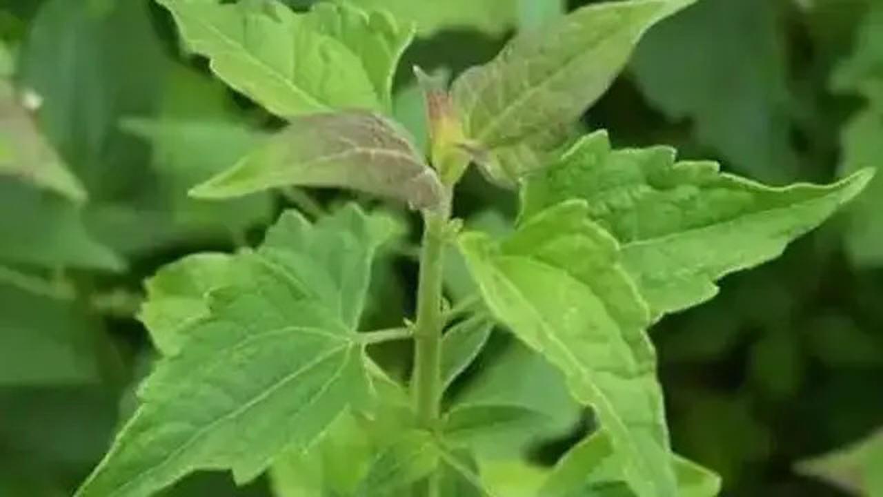 Manfaat Daun Balakacida dan Cara Pengolahannya untuk Asam Lambung
