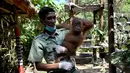 Petugas menggendong anak orangutan saat diperlihatkan kepada publik setelah beberapa bulan dalam karantina di Taman Safari Bali, Kabupaten Gianyar, Senin (19/8/2019). Pihak berwenang pada 22 Maret lalu menangkap WN Rusia yang berusaha menyelundupkan orangutan di dalam koper. (SONNY TUMBELAKA/AFP)