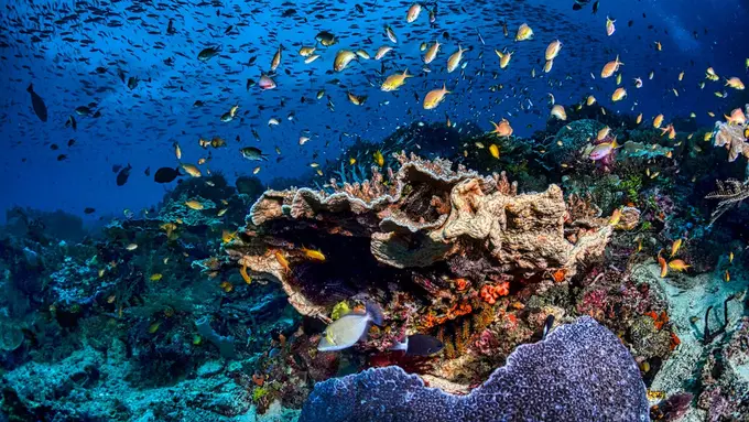 Cara Kearifan Lokal Menjaga dan Mengolah Seafood Indonesia Timur