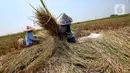 Kenaikan harga gabah di tingkat petani akan memengaruhi nilai jual produk akhir dalam hal ini beras yang dipastikan akan mengalami kenaikan. (Liputan6.com/Angga Yuniar)