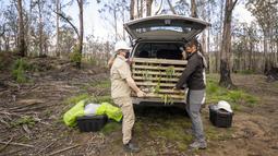 Para pakar mengeluarkan seekor  koala dari truk sebelum koala tersebut dilepaskan di kawasan East Gippsland, Australia, 6 Desember 2020. Sejumlah koala yang terluka parah akibat kebakaran hutan besar di Australia pada musim panas lalu akhirnya kembali ke alam liar. (Xinhua/Kebun Binatang Victoria)