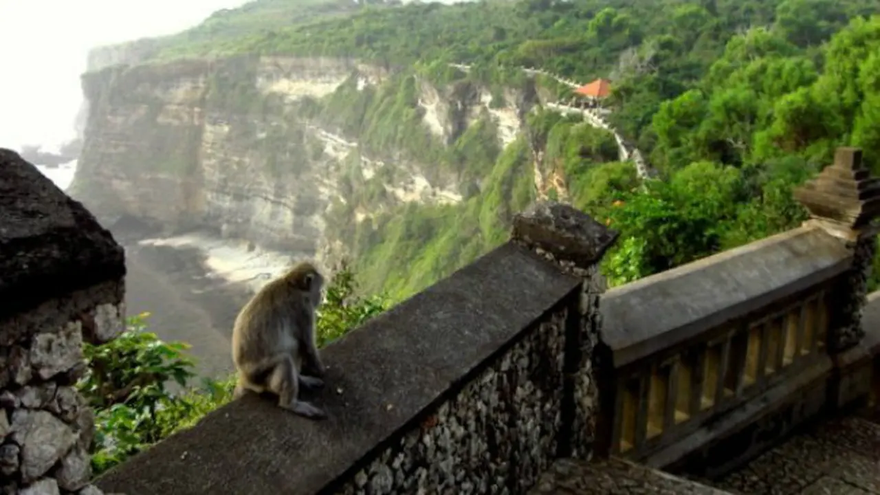Monyet Uluwatu (1)