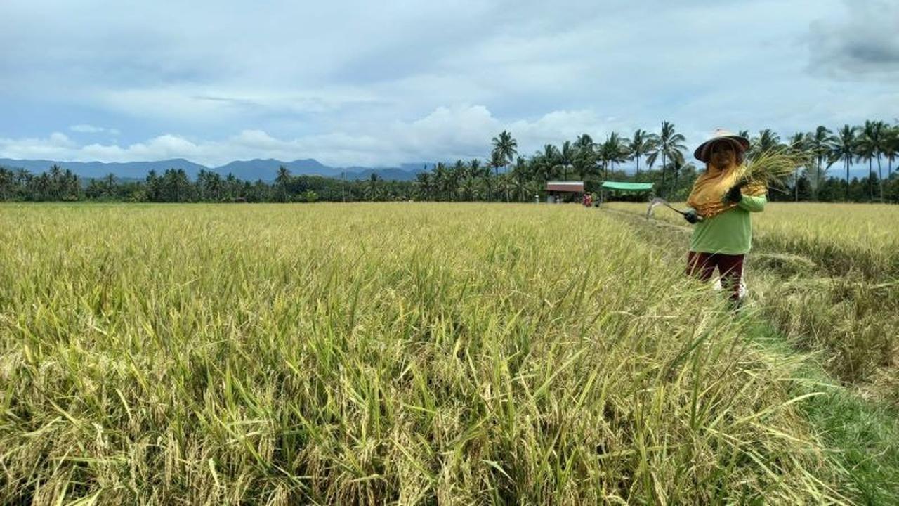 BI Perkuat Ketahanan Pangan Sulut Melalui Pemberdayaan Petani dan UMKM