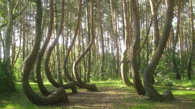 Crooked Forest, Plandia