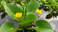 Cara Menanam Genjer di Wadah Ember Atau Pot, Solusi Praktis Lahan Sempit
