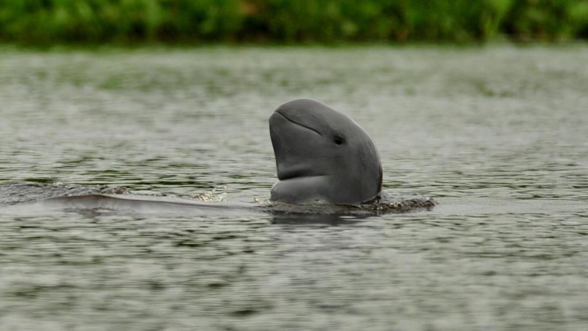 2 Pesut Mahakam Terancam Punah Mati di Anak Sungai Mahakam, 3 Perusahaan Batubara Diselidiki