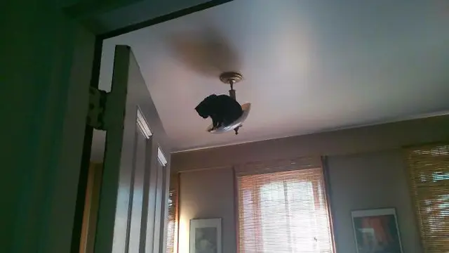 7 Potret Kucing Terjebak di Langit-Langit Rumah Ini Ekspresinya Bikin Kasihan