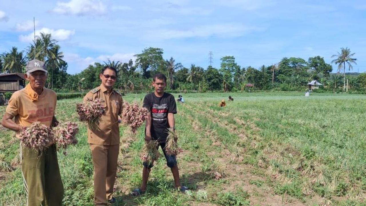 Panen Bawang Merah Capai Rp700 Juta, Ini Dampak Program TJSL PLN bagi Petani Lampoko