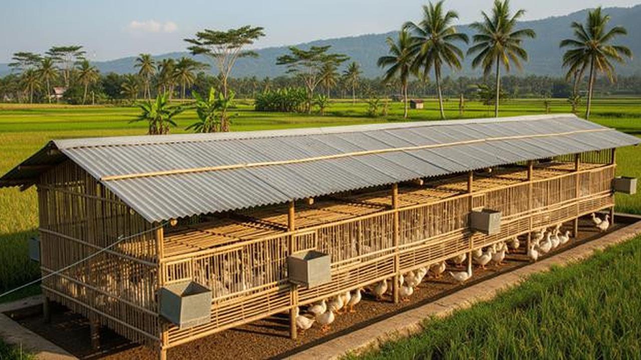 7 Tips Ternak Bebek Petelur dengan Kandang dari Bambu dan Seng Bekas, Telur Bisa untuk Dapur dan Dijual