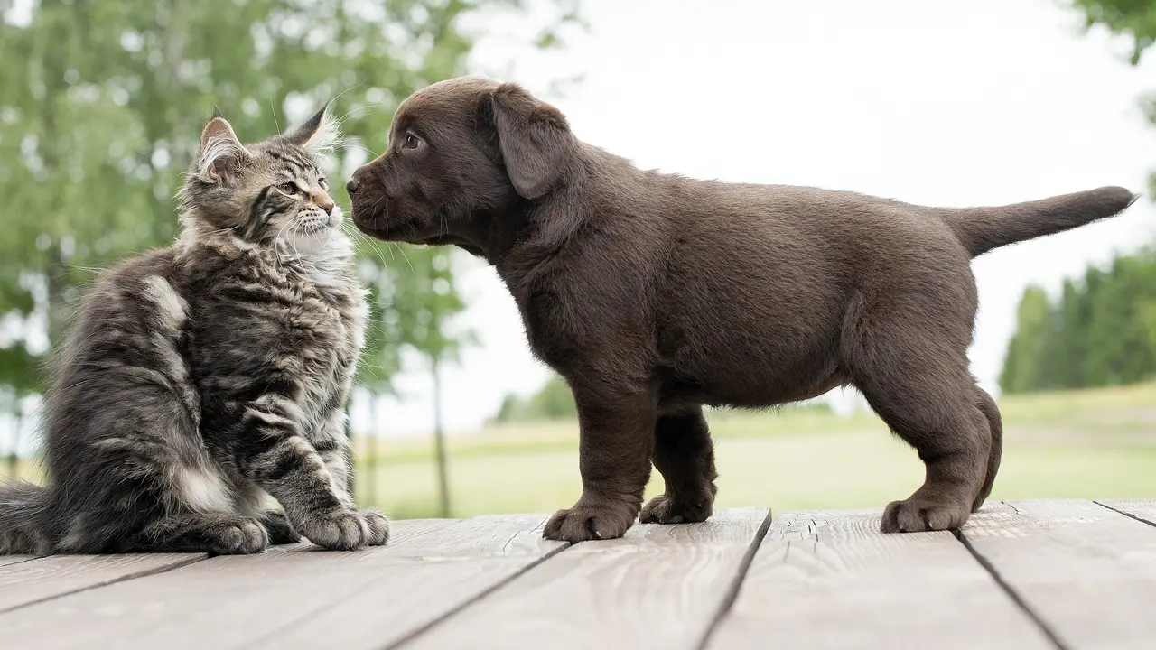 Bintang 5: Kemampuan Kamuflase, Sumur Angker, Anjing vs Kucing
