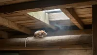 Cara Mengusir Tikus di Plafon Rumah yang Ampuh dan Aman Tanpa Bongkar Atap