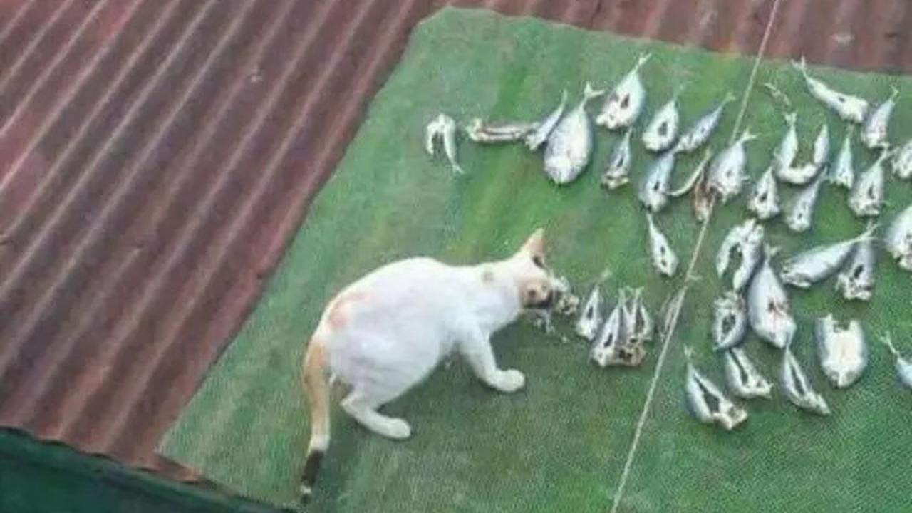 7 Penyebab Kucing Selalu Lapar Dilihat dari Perilakunya, Waspadai Masalah Kesehatan