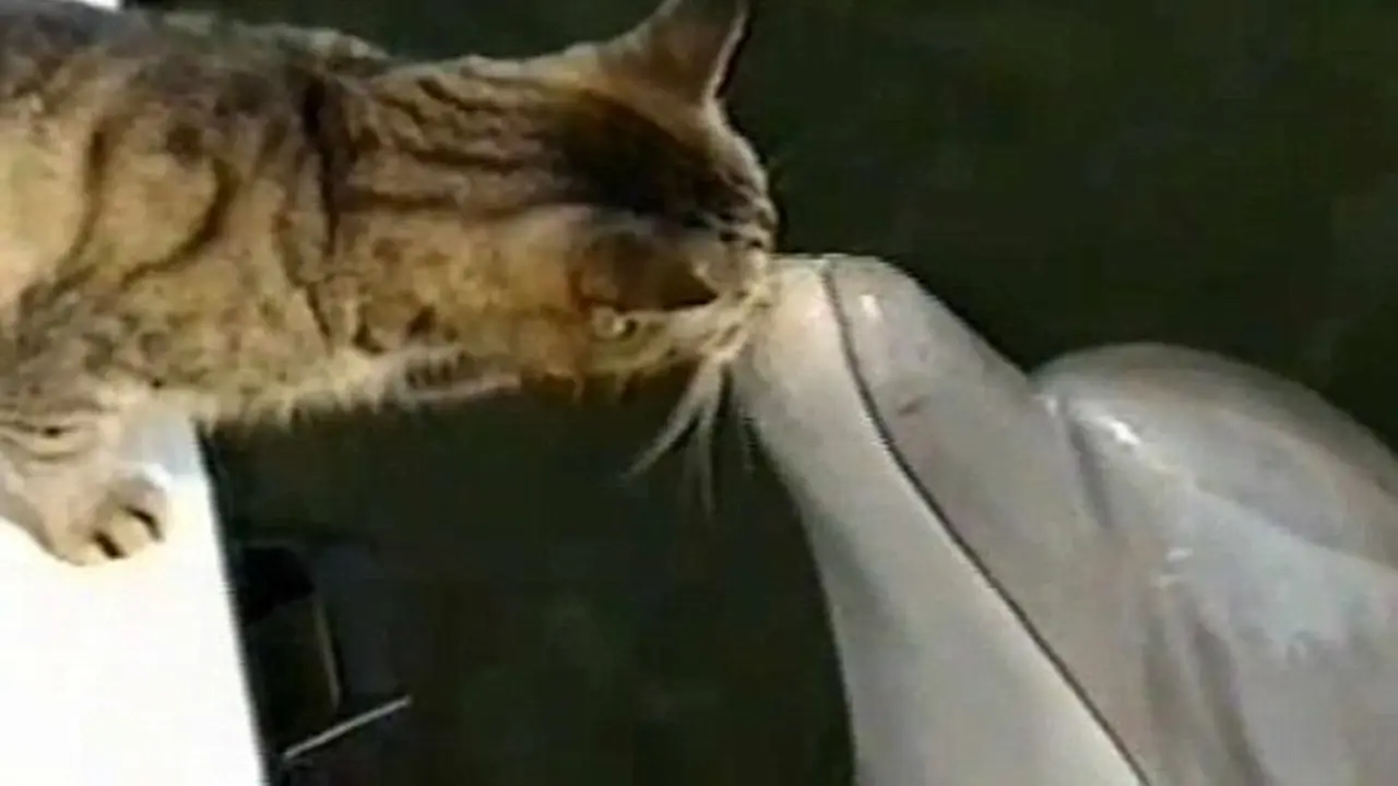 Menggemaskan, Kucing Ini Bermain dan Mencium Lumba-lumba