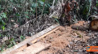 Citizen6, Asahan: Kawasan Hutan Lindung Tormatutung Asahan sudah beralih fungsi, dan kawasan sawit sudah rusak parah. (Pengirim: Tombak Nagara/Amir Dolok Saribu)