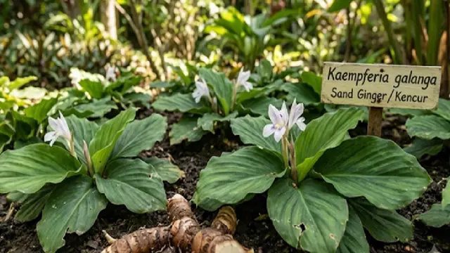 Cara Mudah Tanam Kencur di Rumah untuk Pemula