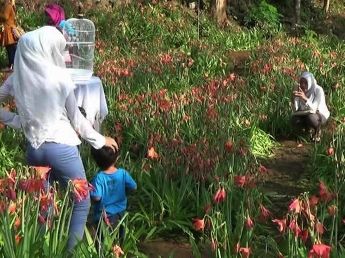 Ini kebun bunga Amarilis di Yogyakarta yang membuat heboh netizen