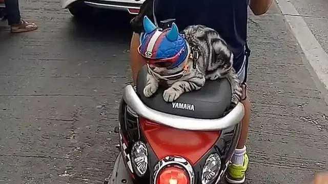7 Potret Kocak Orang Boncengin Hewan Peliharaannya Ini Lucu Banget