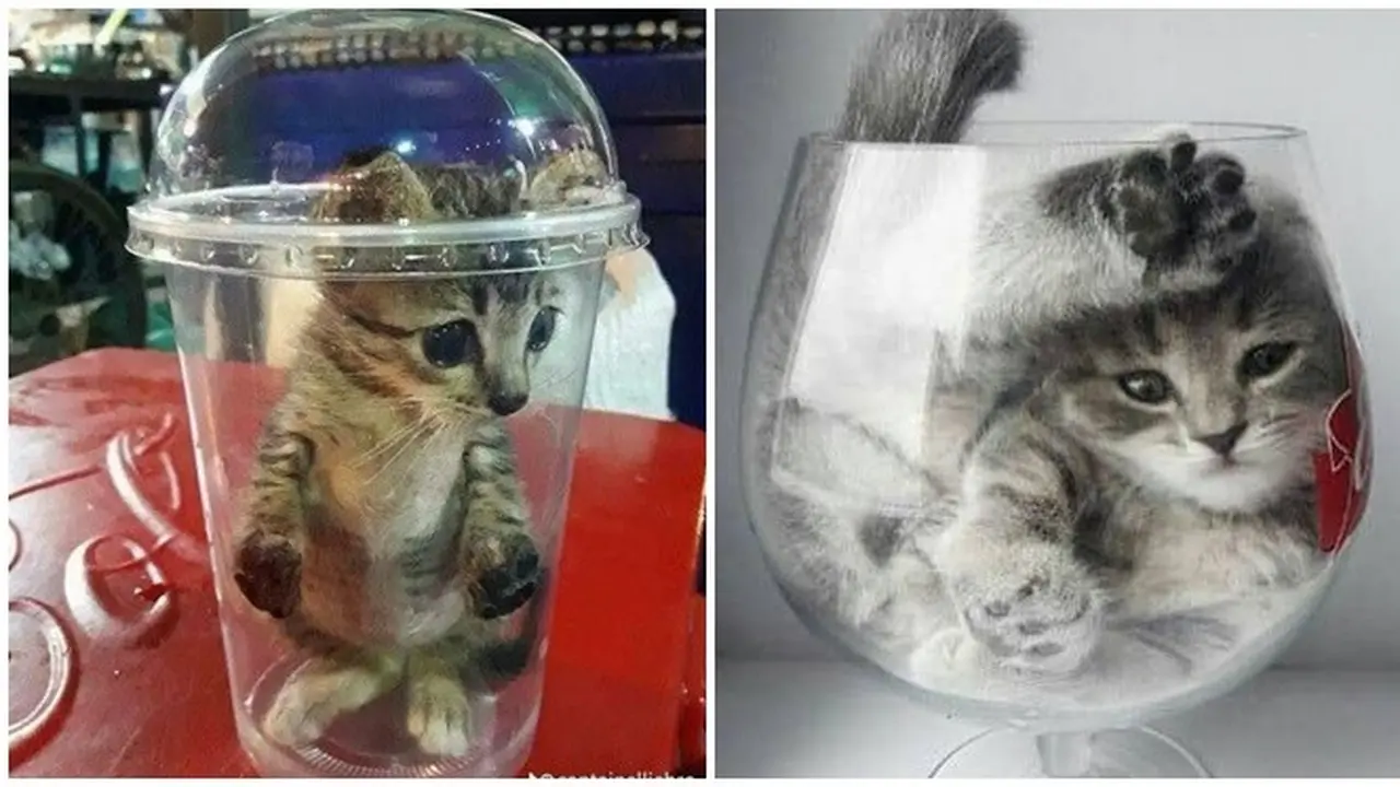 6 Aksi Kucing Masuk ke Dalam Gelas Ini Banyak Tingkah, Ada-Ada Saja