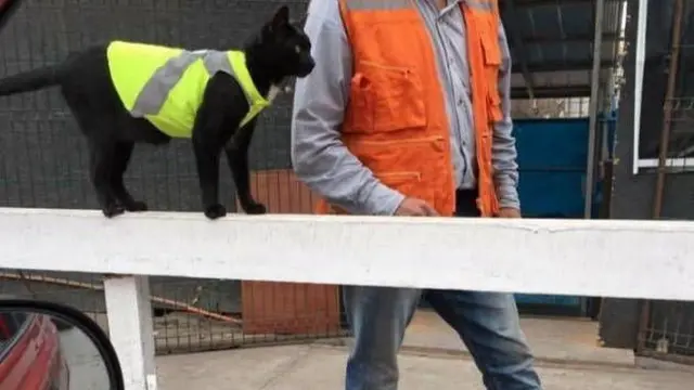 6 Tingkah Kucing Ikut Proyek Kuli Bangunan Ini Nyeleneh