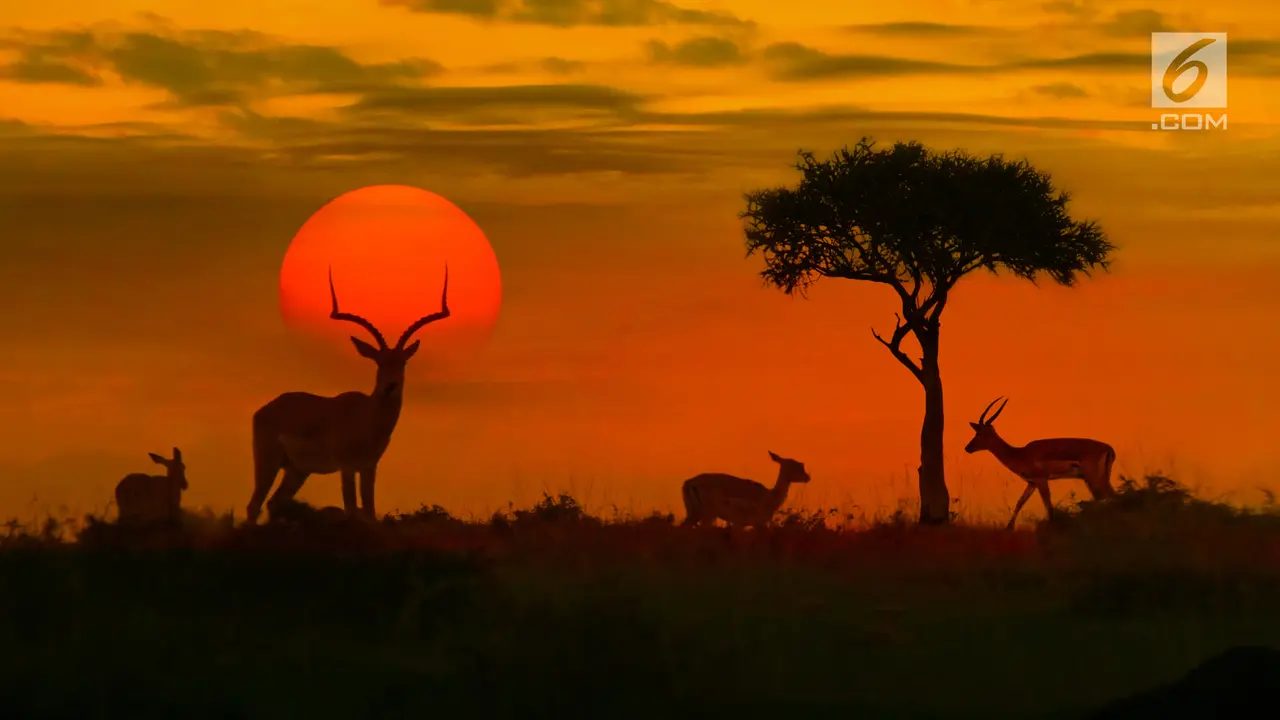 Ilustrasi Afrika Selatan