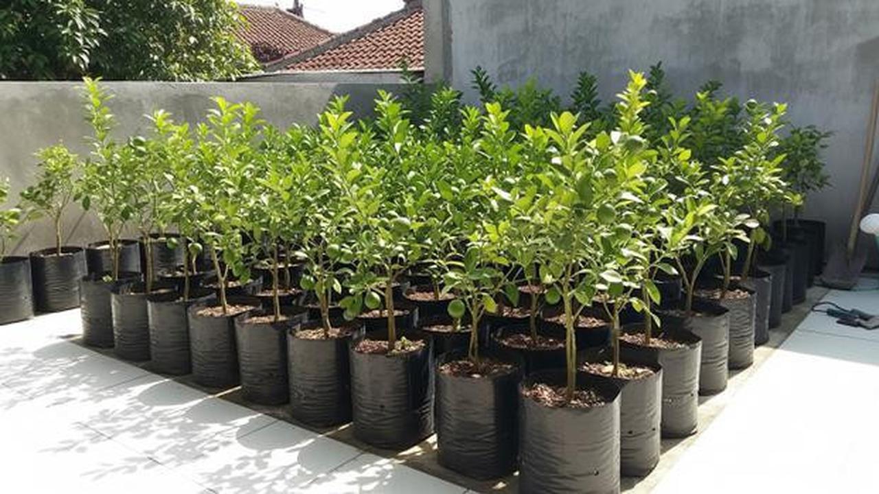 7 Ide Kebun Jeruk Nipis Ekonomis di Teras Rumah, Cocok untuk Stok Dapur Sehari-Hari