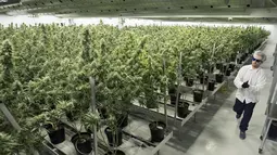 Pekerja mengenakan kaca mata memeriksa tanaman ganja medis di Tweed INC., Smith Falls, Ontario, Kanada (5/12). Kanada telah melegalkan ganja untuk kepentingan medis dan rekreasi. (AFP Photo/Lars Hagberg)