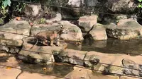 Kisah di Balik Puspa dan Muli Sikop, Bayi Harimau dari Induk Korban Jerat
