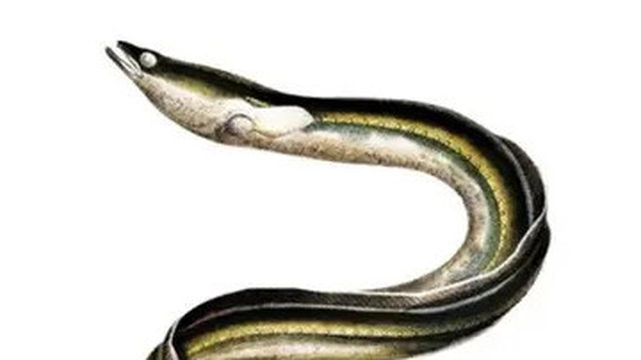 Dianggap Hewan Keramat, Ini Kandungan Nutrisi Ikan Sidat yang Baik untuk Kesehatan