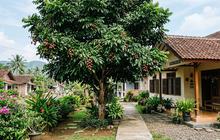 7 Tips Merawat Pohon Matoa agar Cepat Rindang, Daunnya Lebat dan Tumbuh Sehat